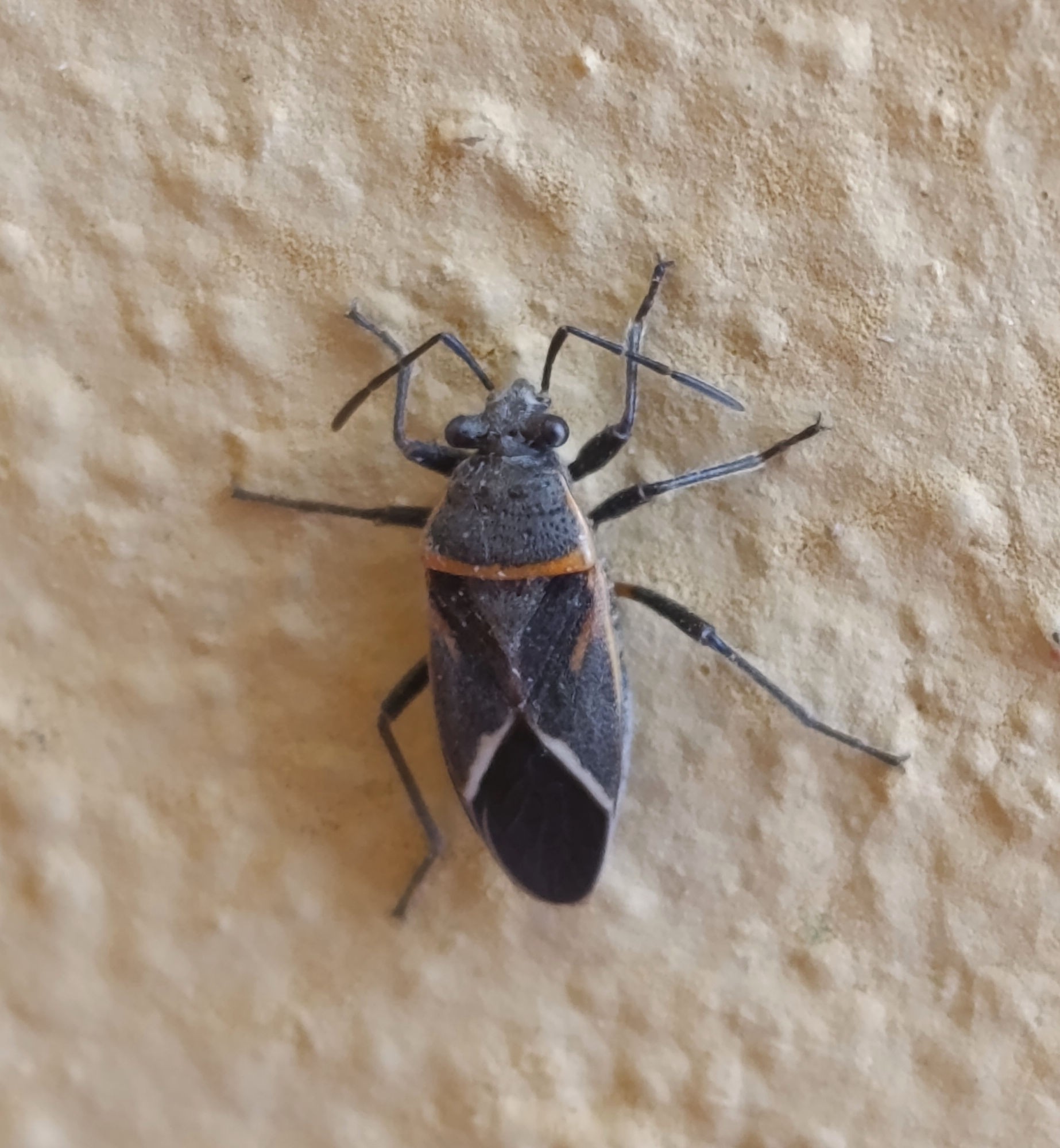 Parvacinocoris&nbsp;khuru