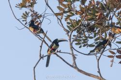 Foto Tilingo Cuellinegro