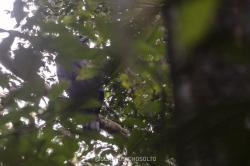 Foto Águila Harpía