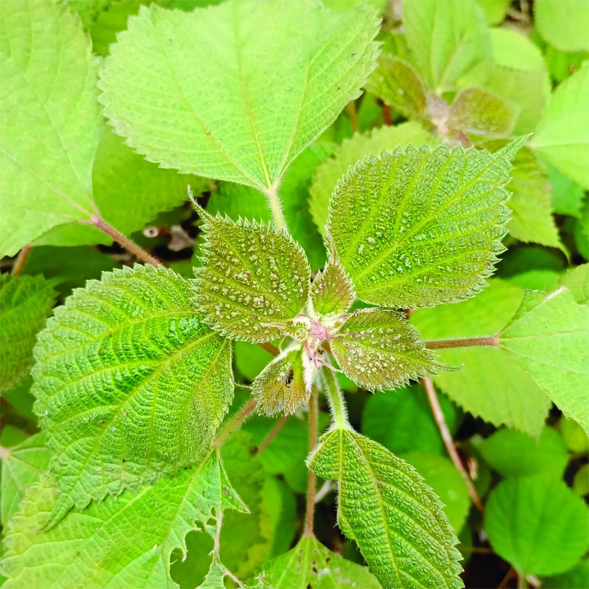 Boehmeria&nbsp;nivea