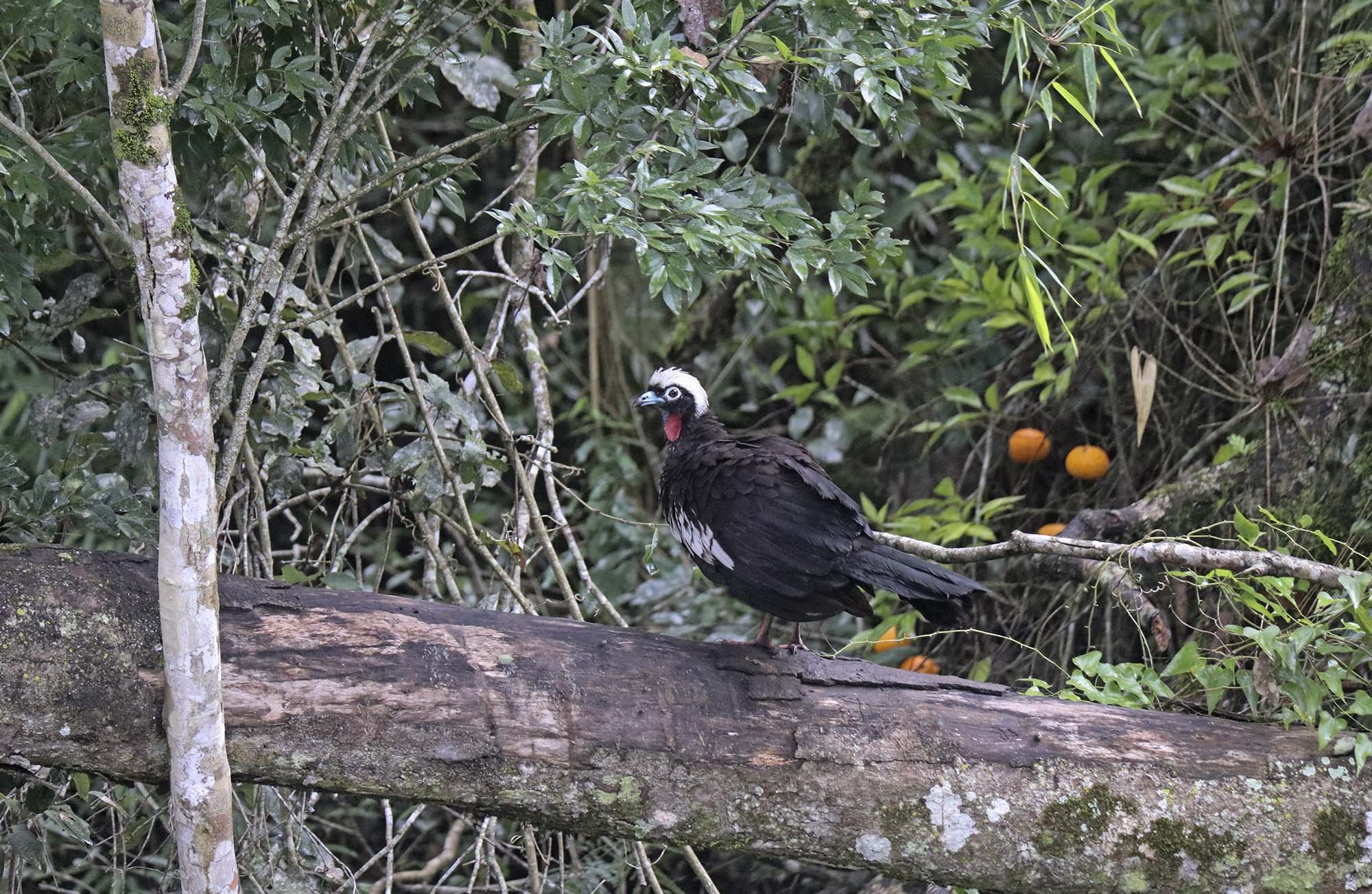 Foto Yacutinga