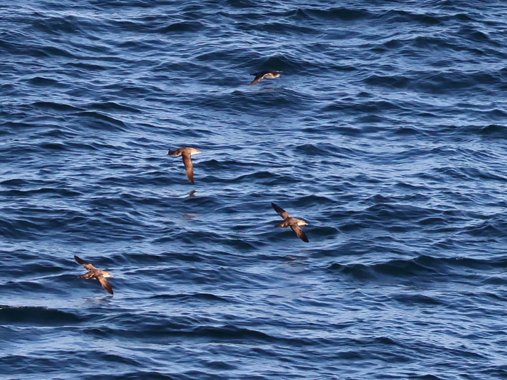 Puffinus&nbsp;yelkouan