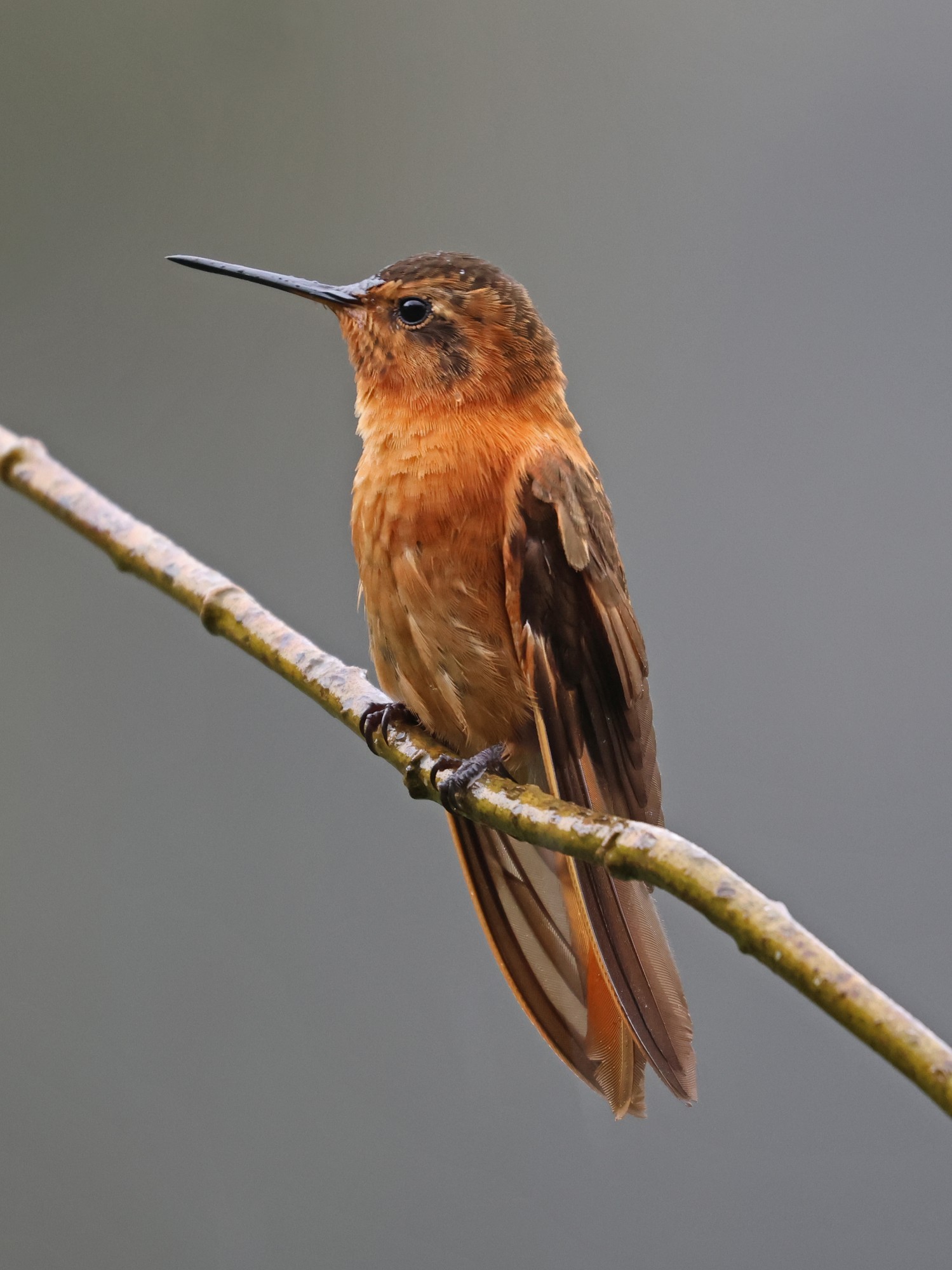Photo Colibrí Paramuno