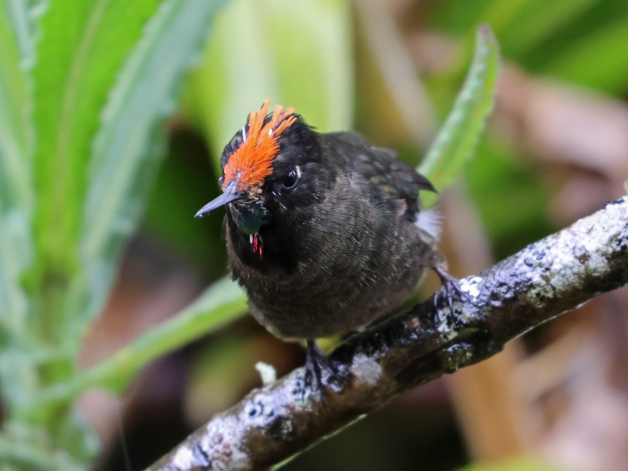 Foto Colibrí de Herrán