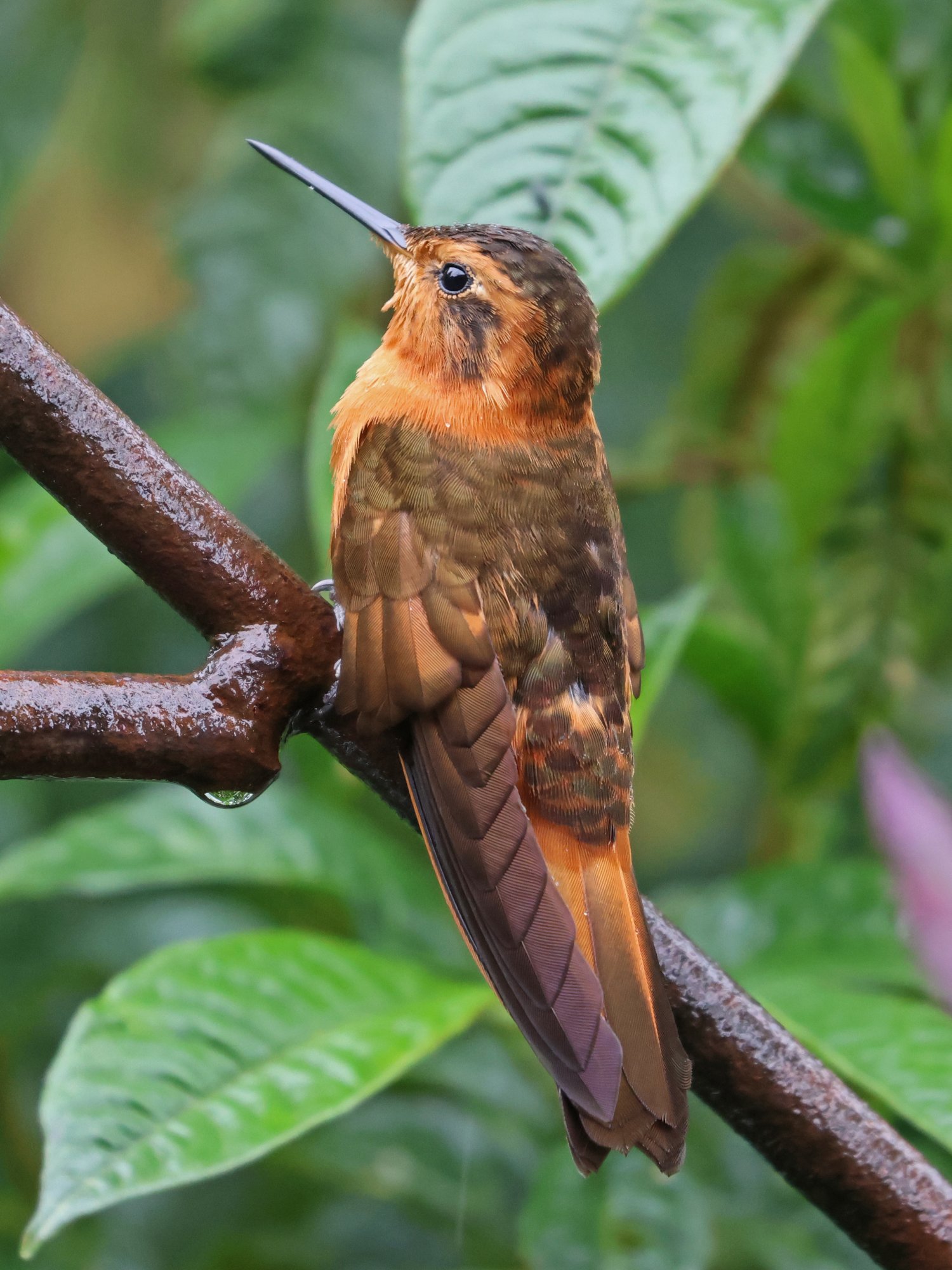 Photo Colibrí Paramuno