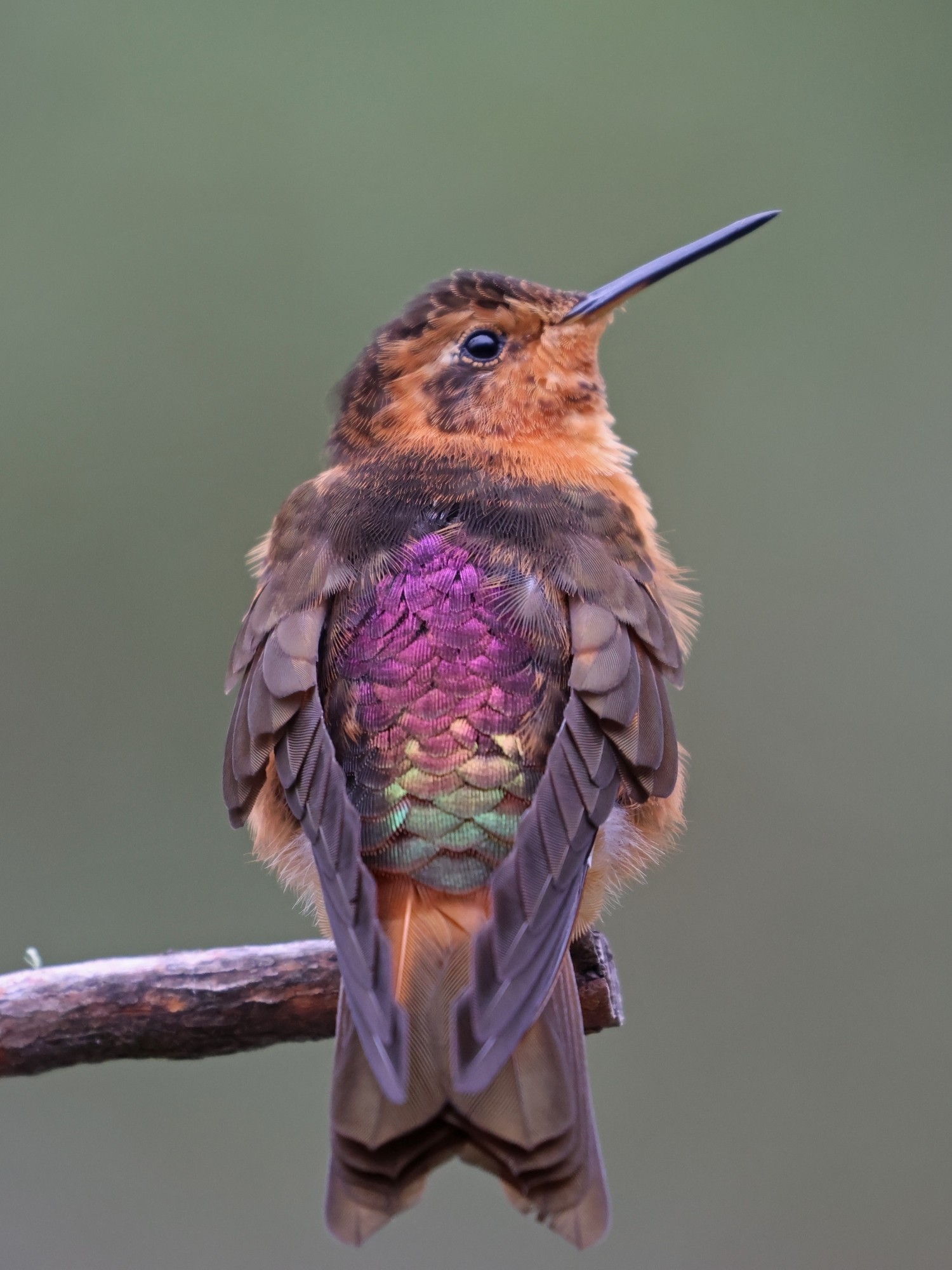 Photo Colibrí Paramuno