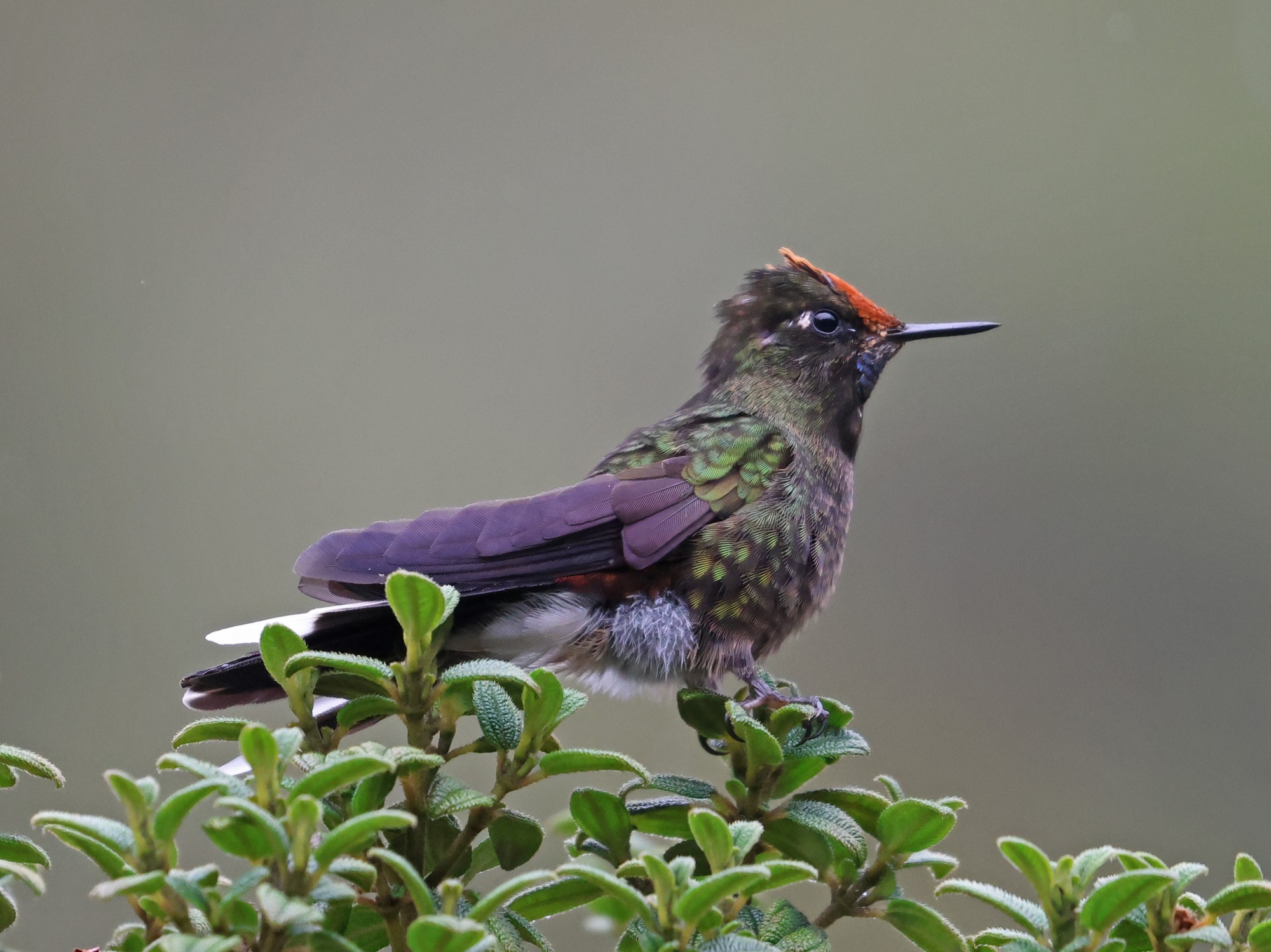 Foto Colibrí de Herrán