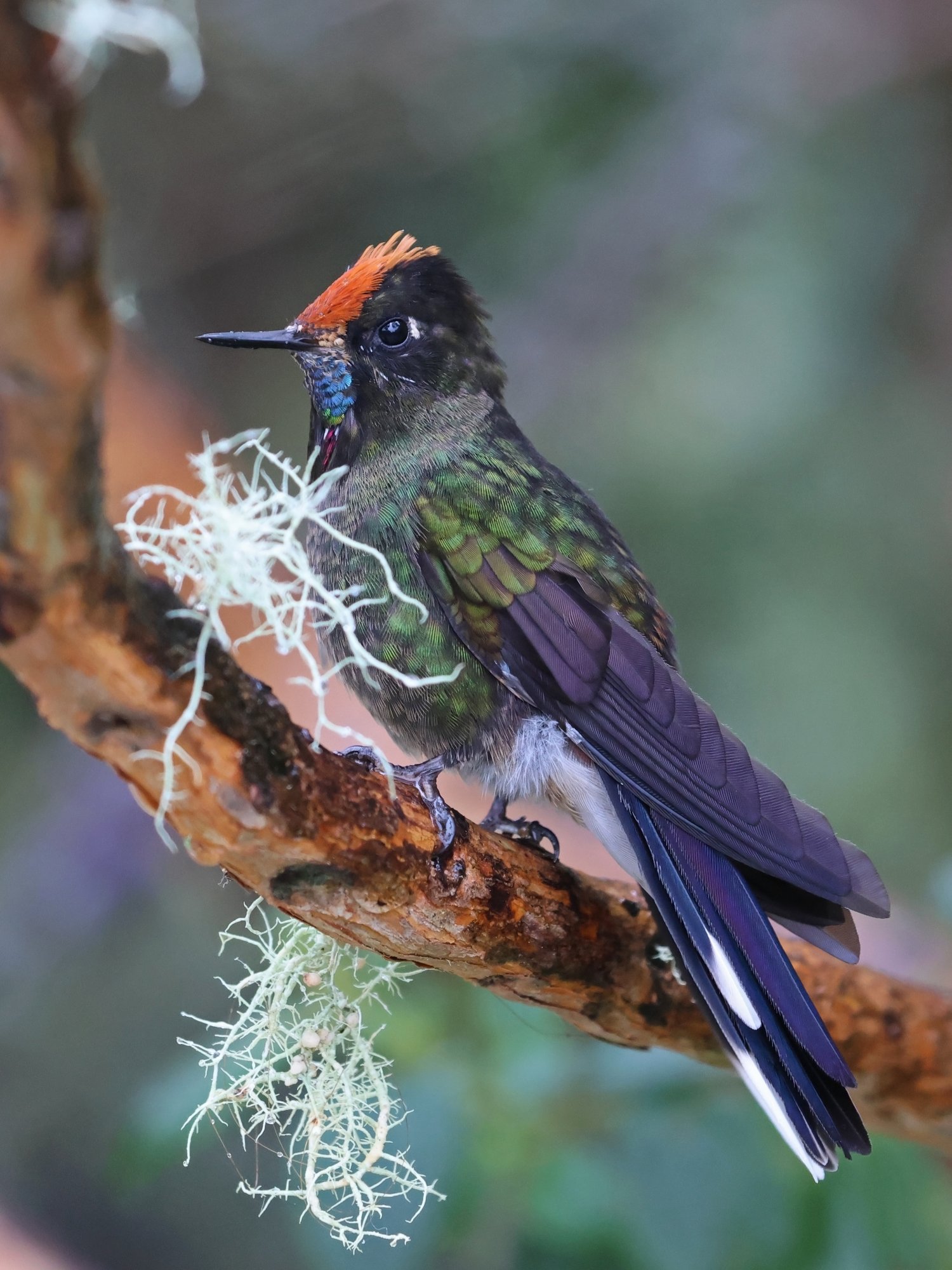 Foto Colibrí de Herrán