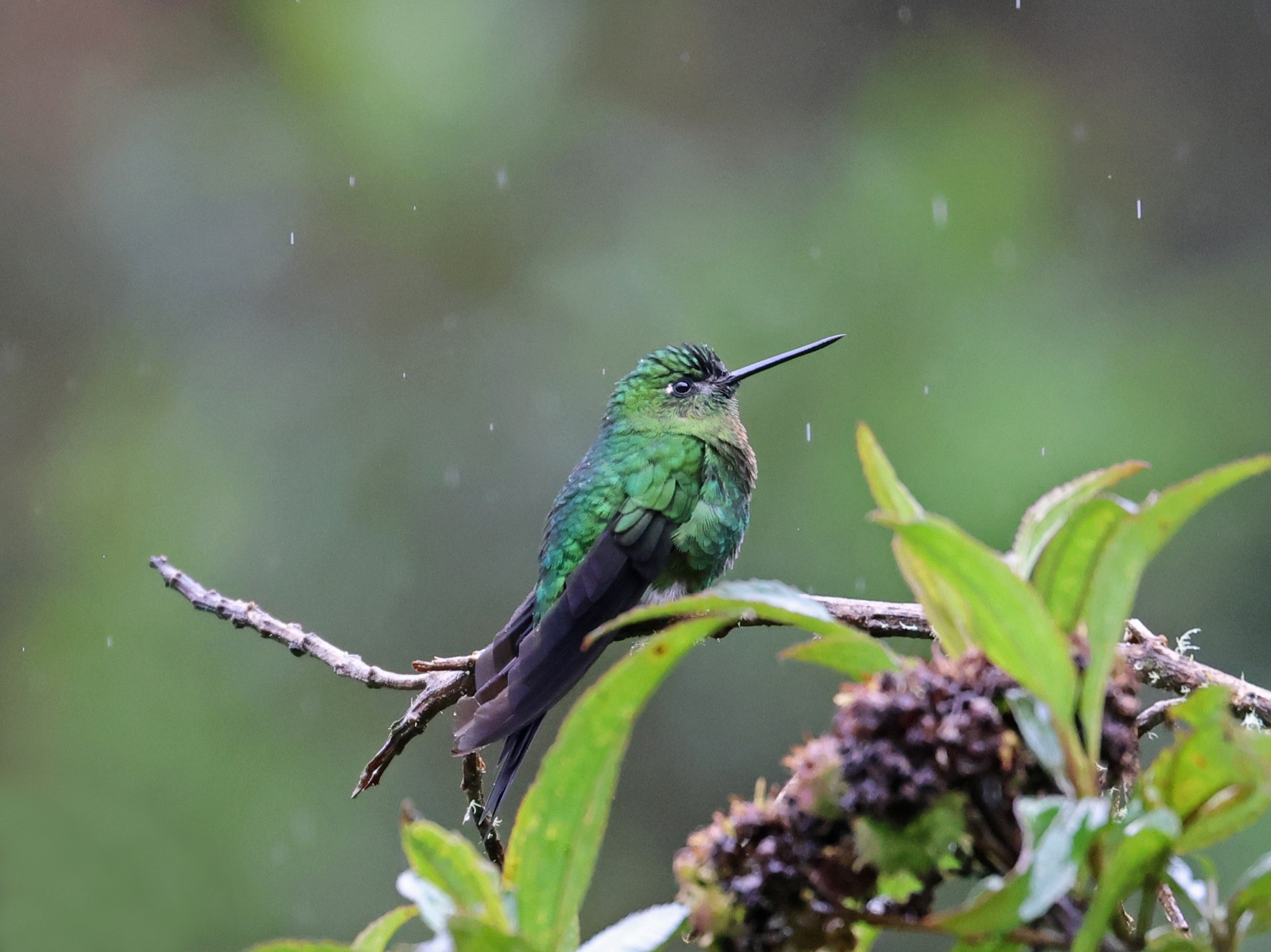 Foto Calzadito de Mosquera