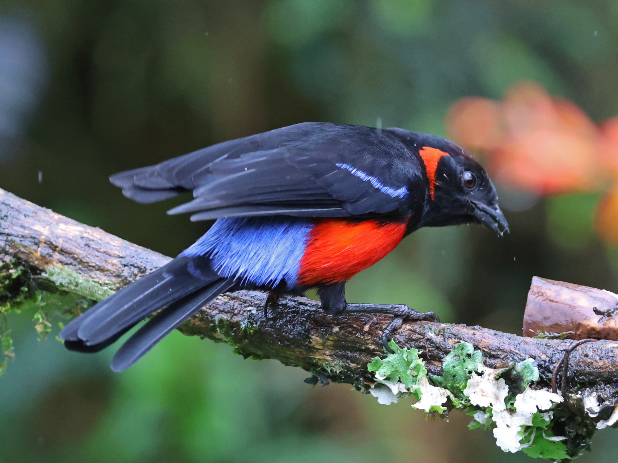 Foto Tangara Escarlata