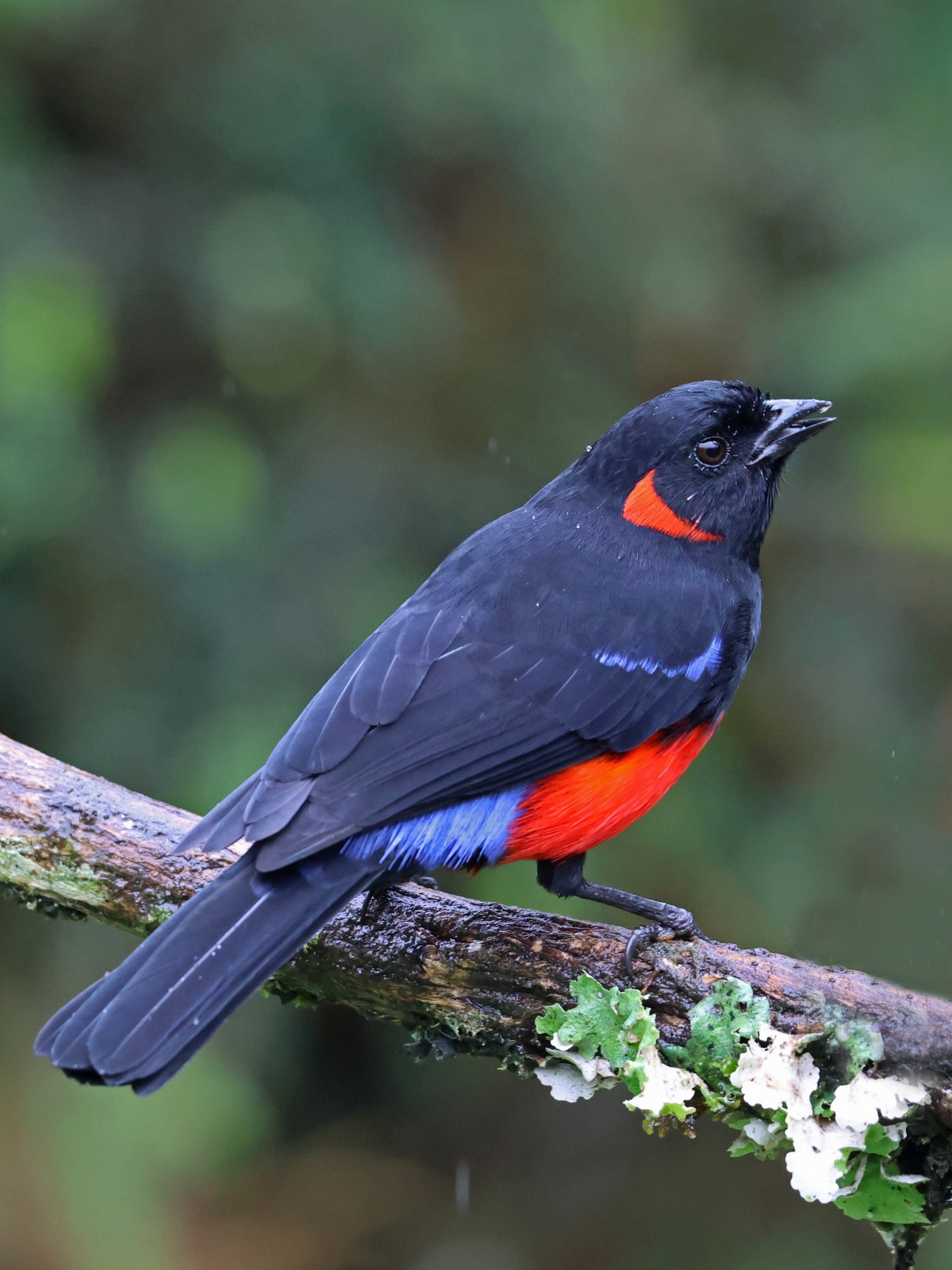 Foto Tangara Escarlata
