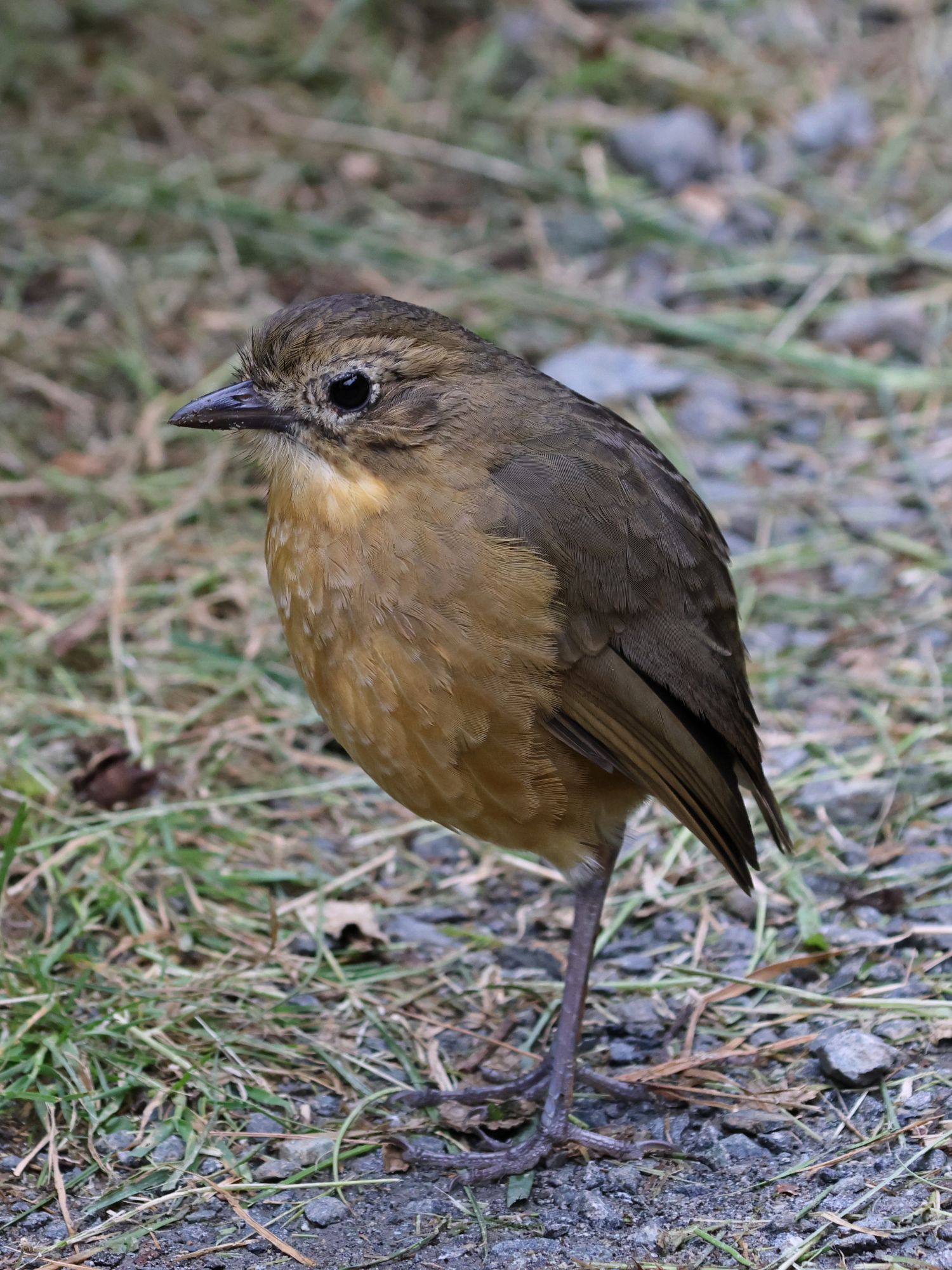 Photo Gralaria Leonada