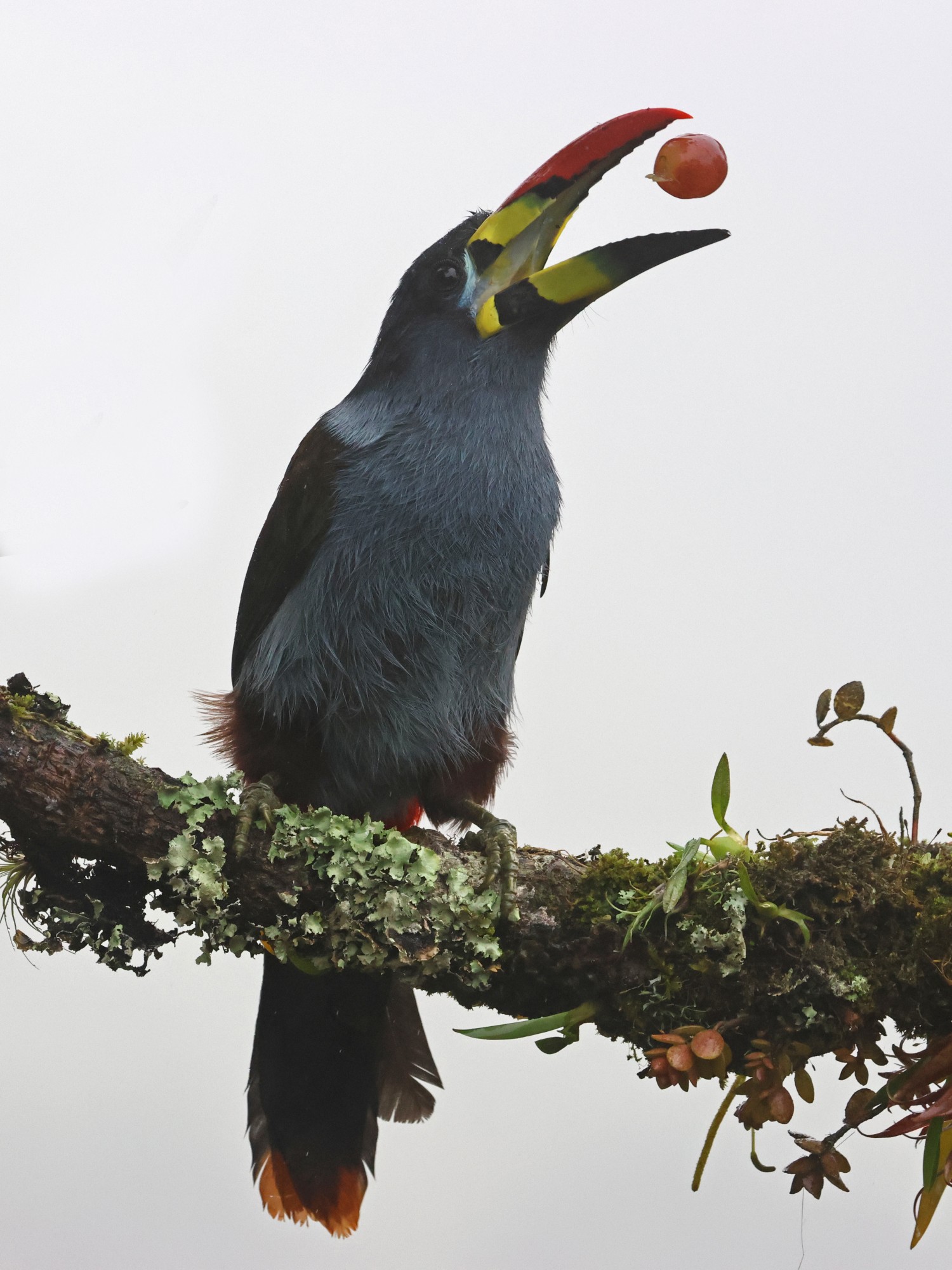 Foto Tucán Andino Pechigris