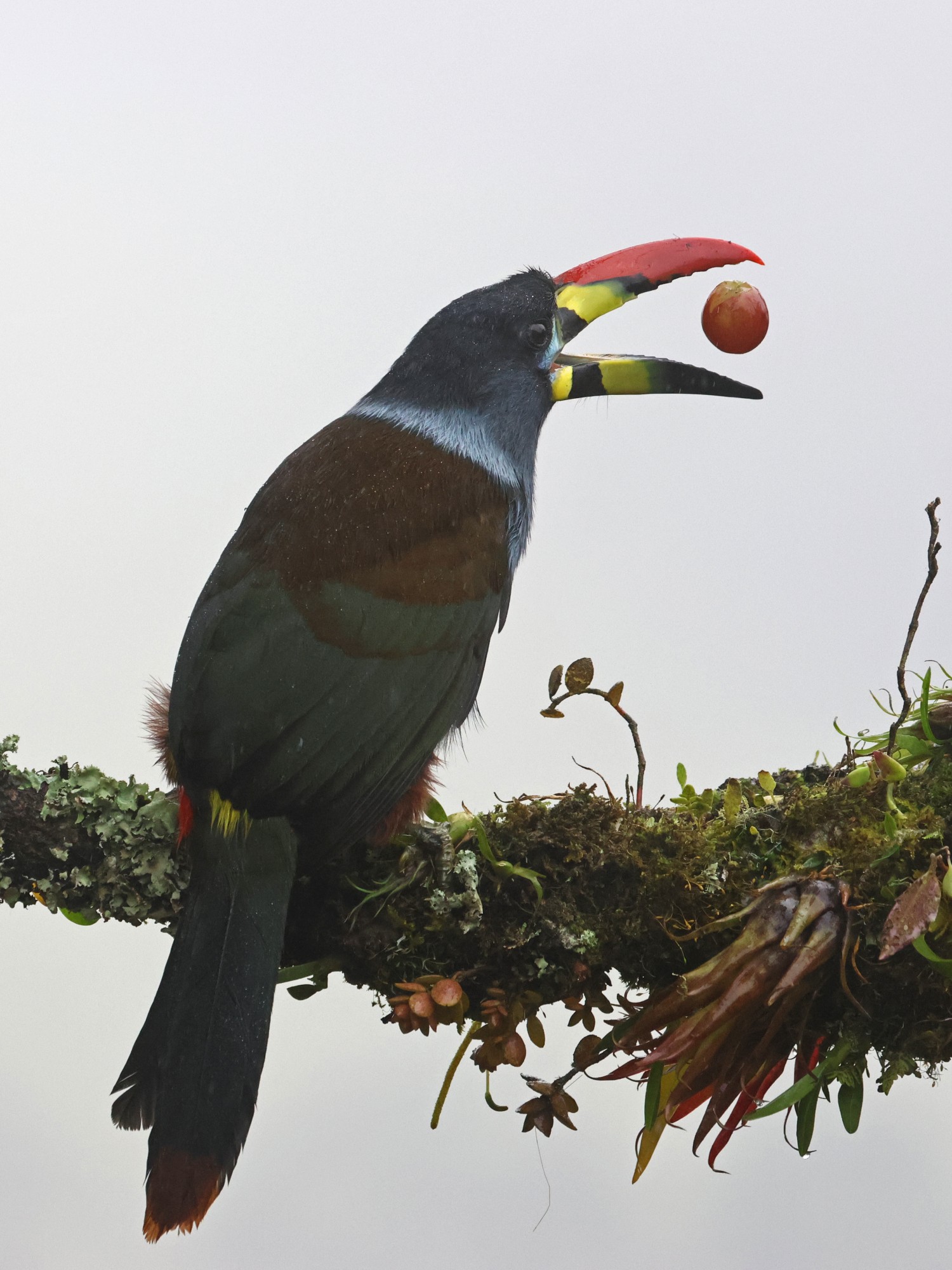 Foto Tucán Andino Pechigris