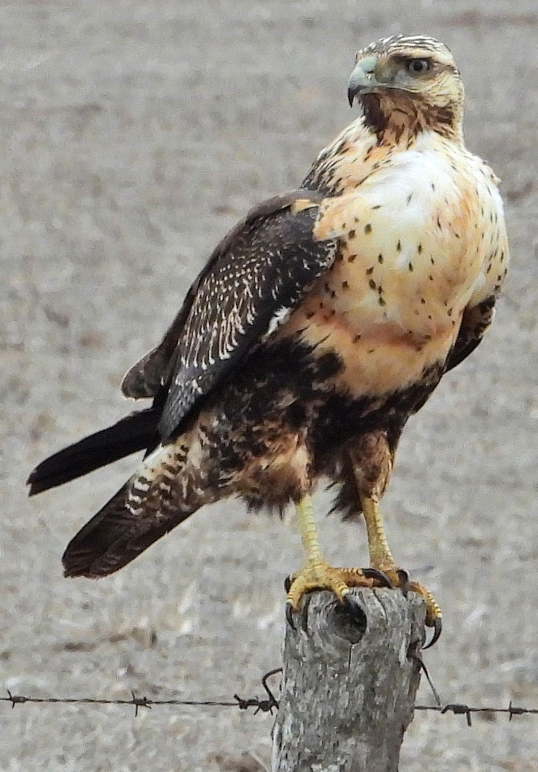 Foto Águila Mora