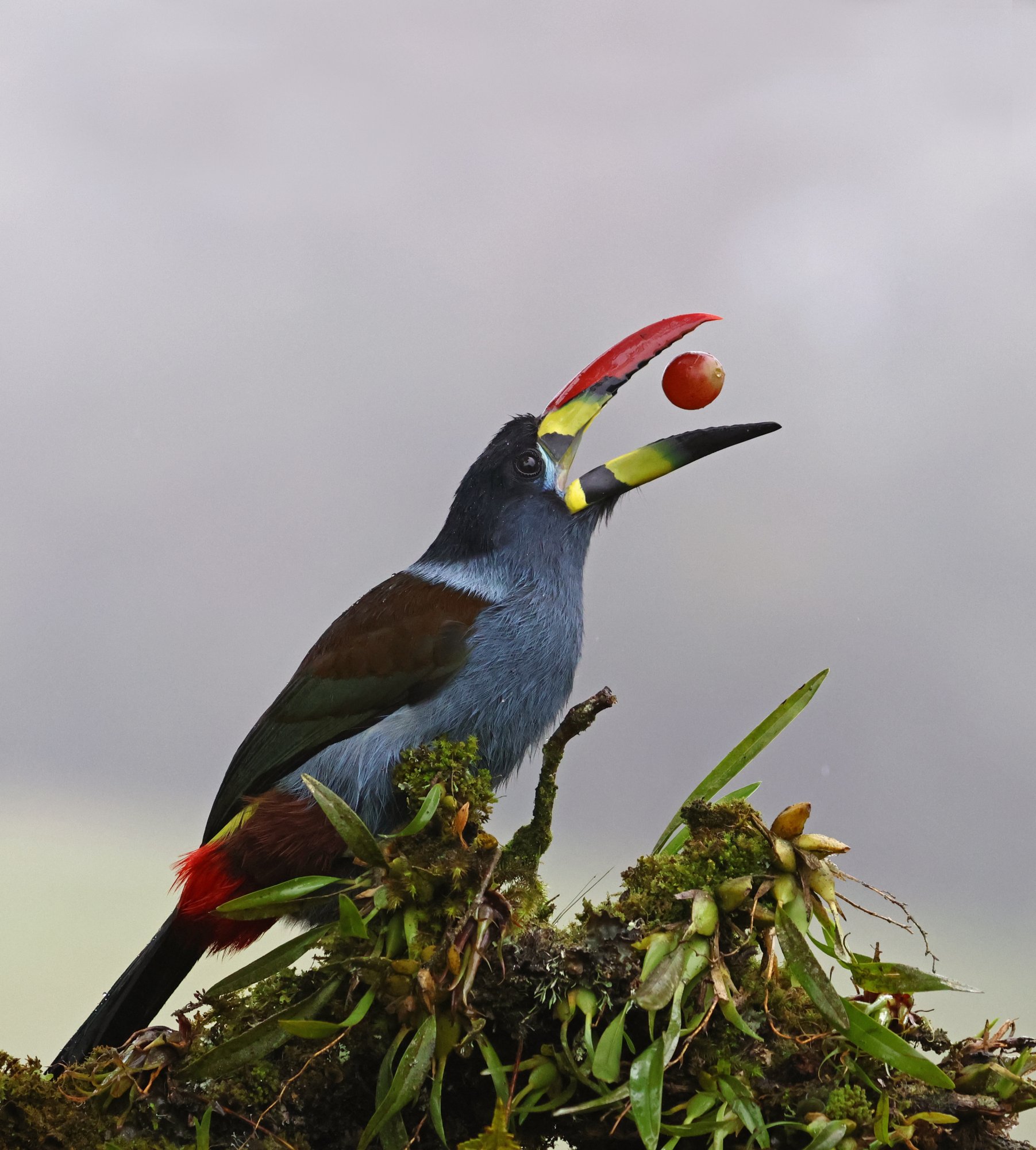 Foto Tucán Andino Pechigris