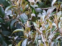Foto Colibrí Aterciopelado