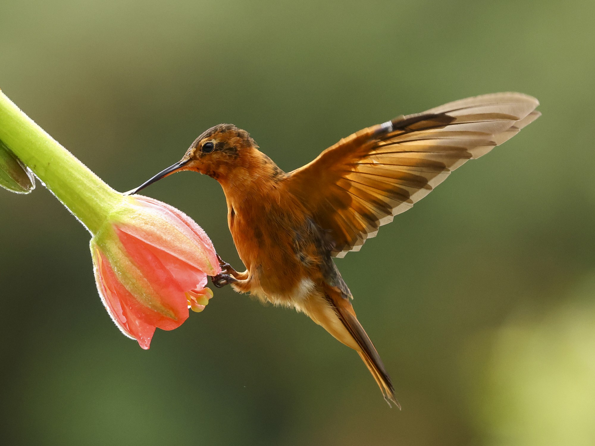 Photo Colibrí Paramuno