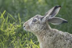 Foto Liebre Europea