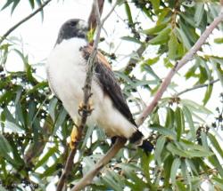 Foto Aguilucho Alas Largas