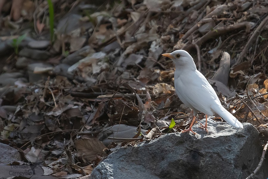 Rufous-bellied Thrush (Turdus rufiventris)