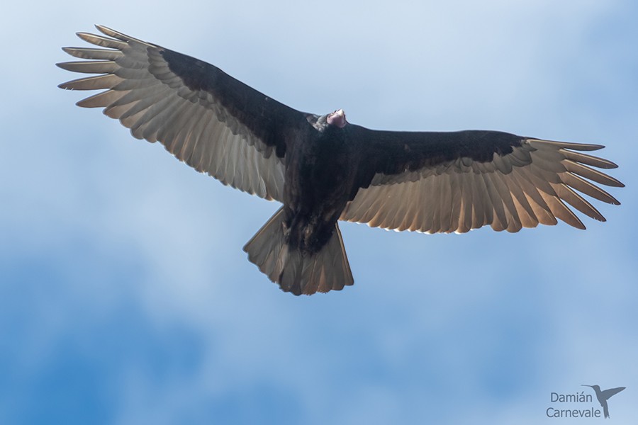 Urubu-de-cabeça-vermelha (Cathartes aura)