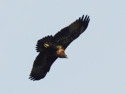 Photo Águila Mora