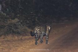 Foto Yaguareté