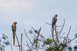 Foto Guacamayo Azulamarillo