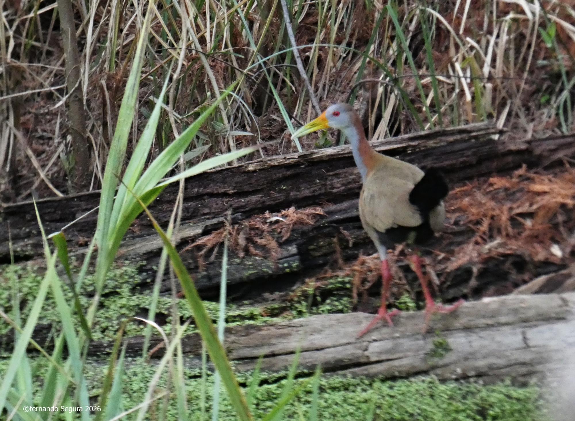 Foto Ipacaá