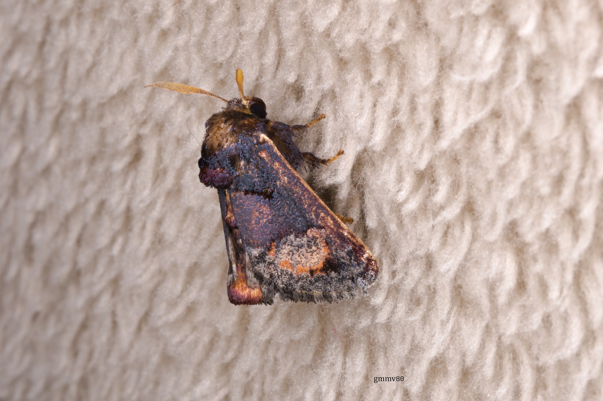 Euphobetron&nbsp;cupreitincta