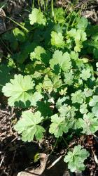 Photo Malva Del Campo