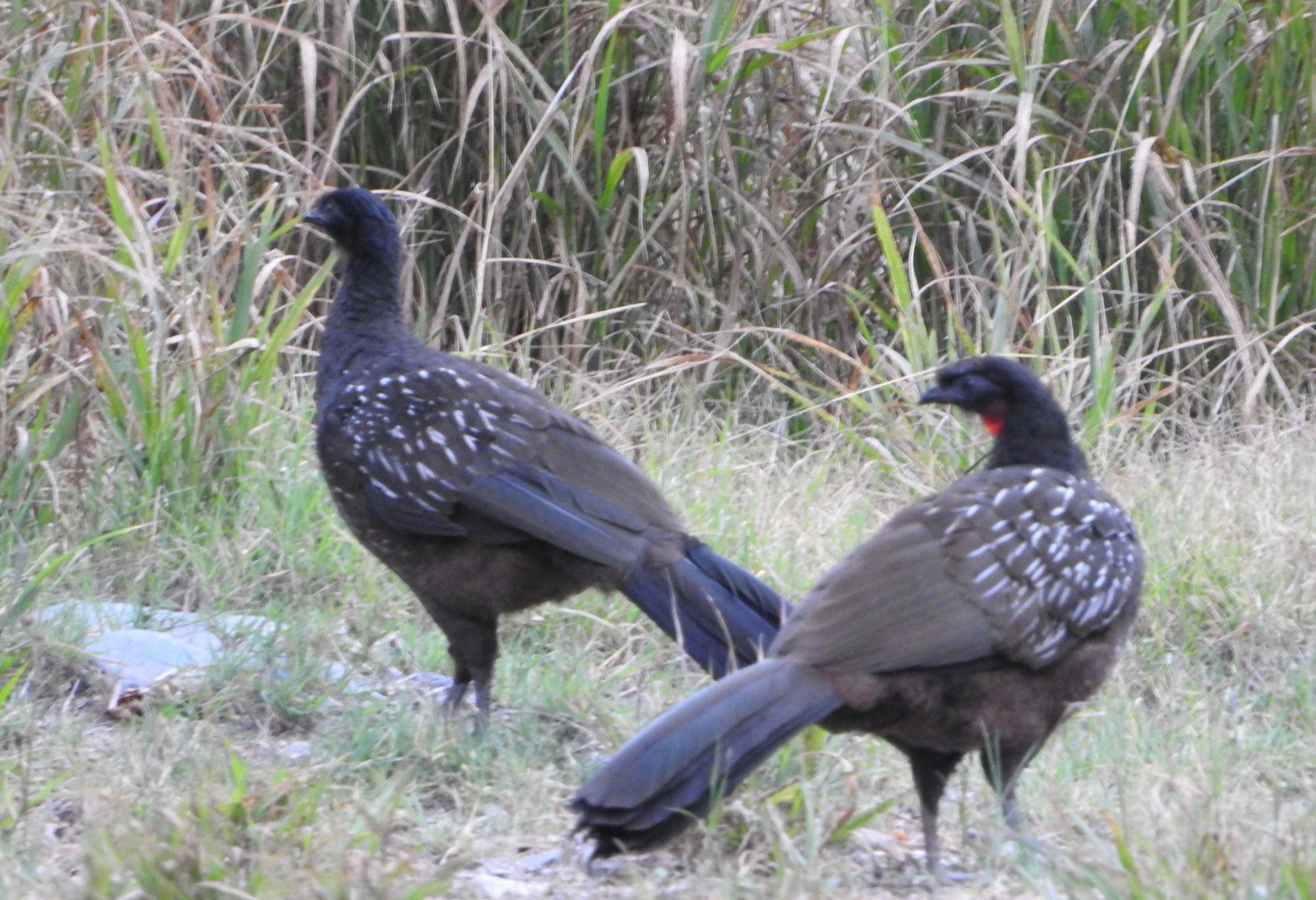 Foto Pava de Monte Yungueña