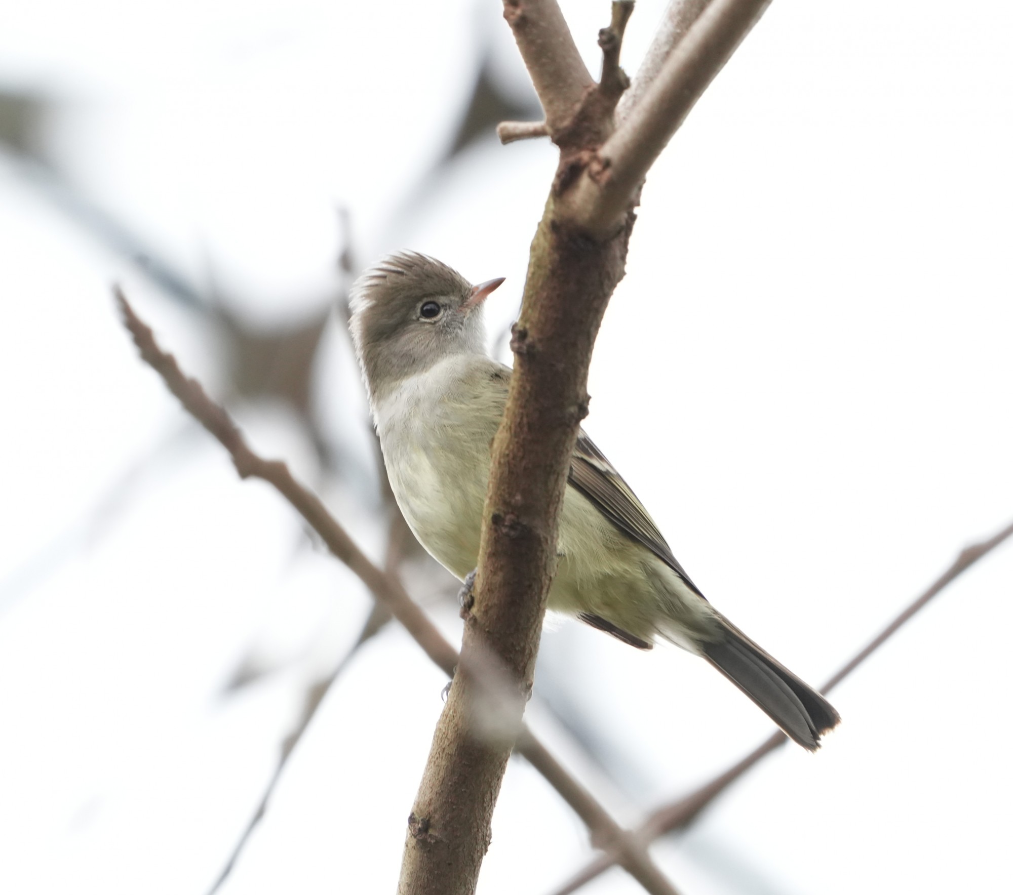 Elaenia&nbsp;flavogaster