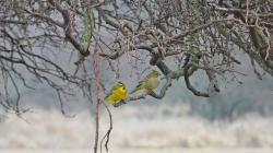 Foto Cardenal Amarillo