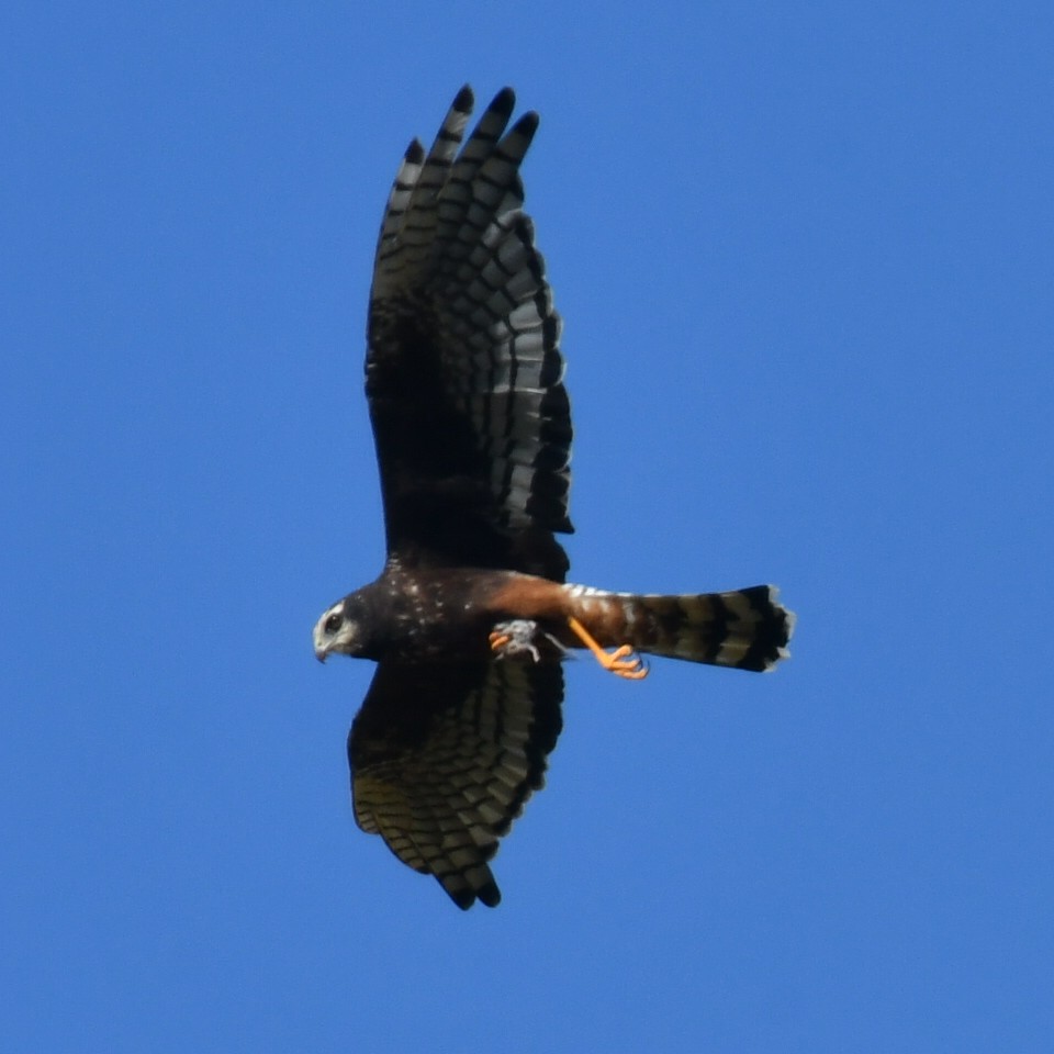 Photo Gavilán Planeador