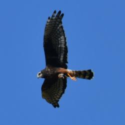 Foto Gavilán Planeador