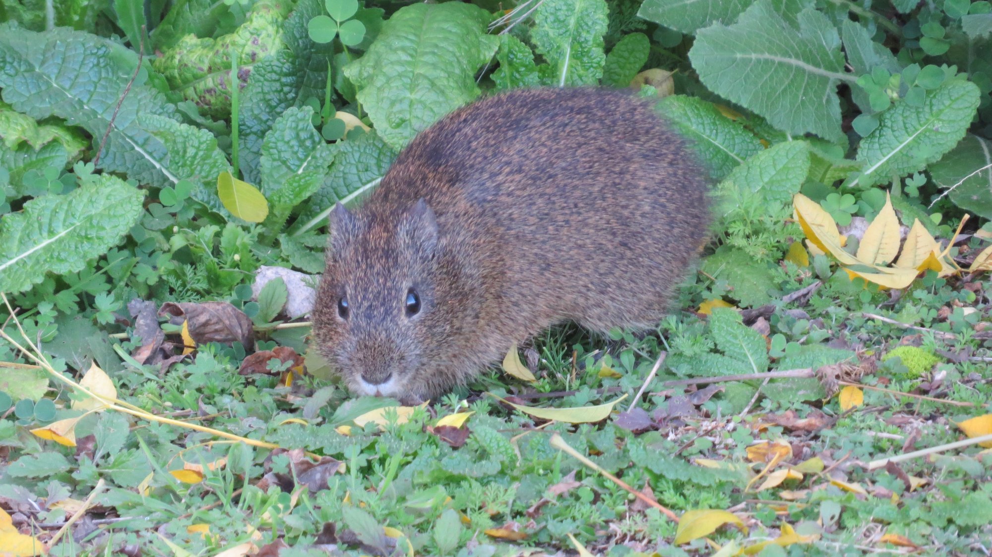 Cavia&nbsp;aperea