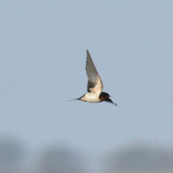 Photo Golondrina Tijerita