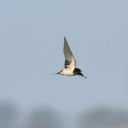 Foto Golondrina Tijerita