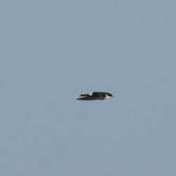 Foto Golondrina Patagónica