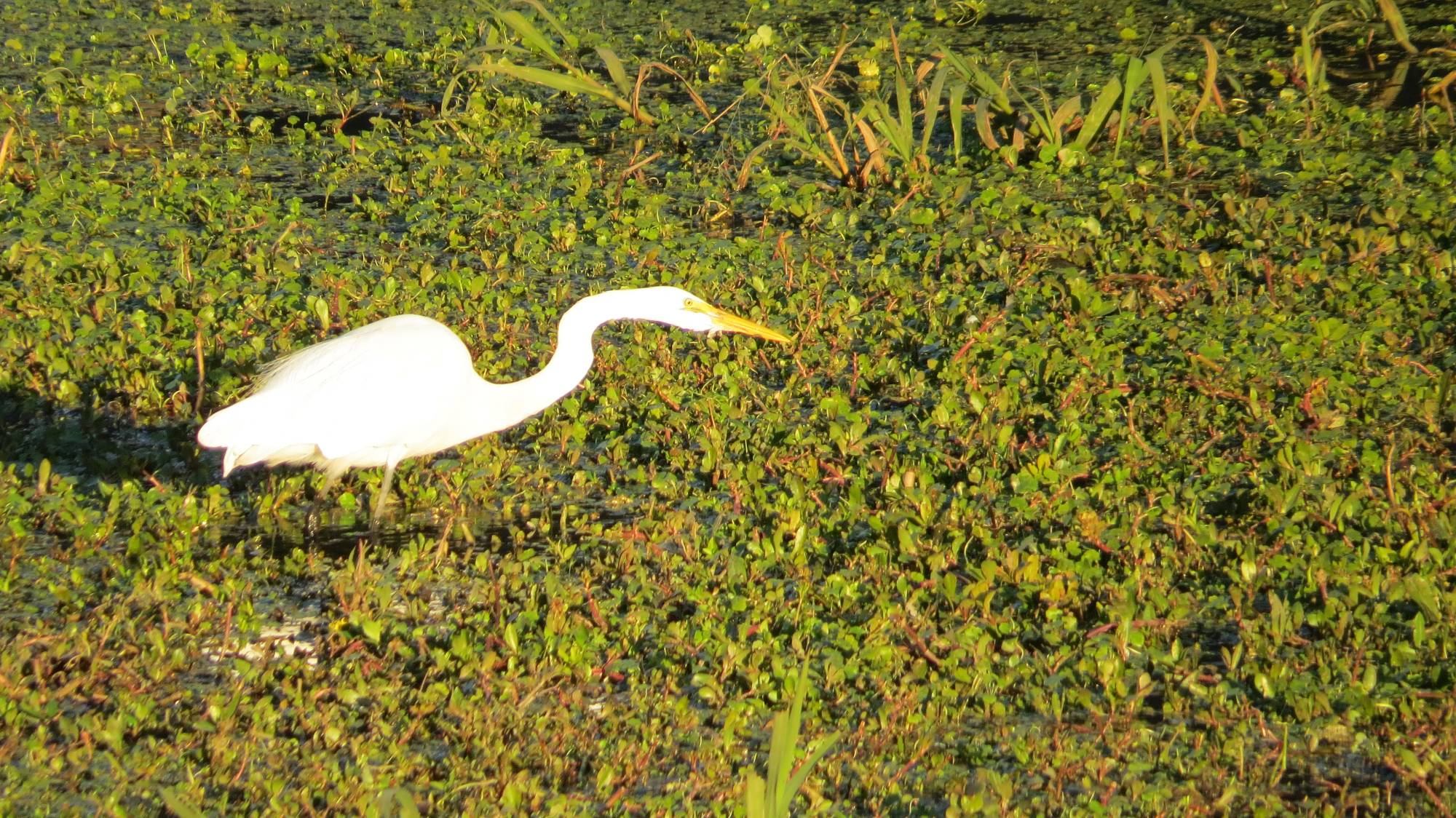 Photo Garza Blanca