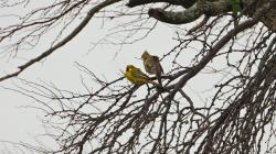 Foto Cardenal Amarillo