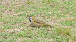 Foto Cardenal Amarillo
