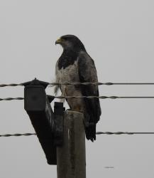 Photo Águila Mora