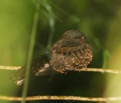 Foto Curiango