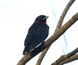 Foto Yacutoro