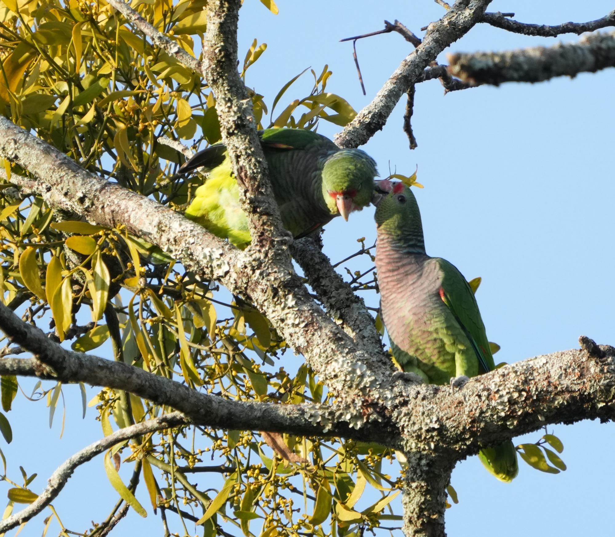 Foto Loro Vinoso