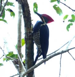 Foto Carpintero Garganta Estriada