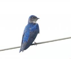 Foto Golondrina Doméstica